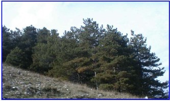 pineta montana