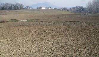 picchettamento arboreto