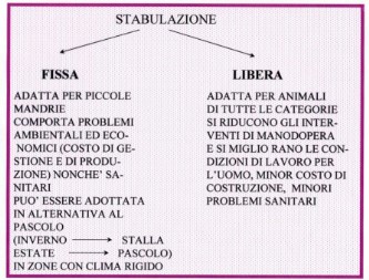 stabulazione fissa libera