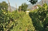 Azienda vitivinicola